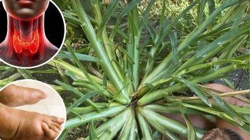 🚀 Unlock Lush, Fast-Growing Hair in Just Days: Secrets to Thicker, Stronger Strands